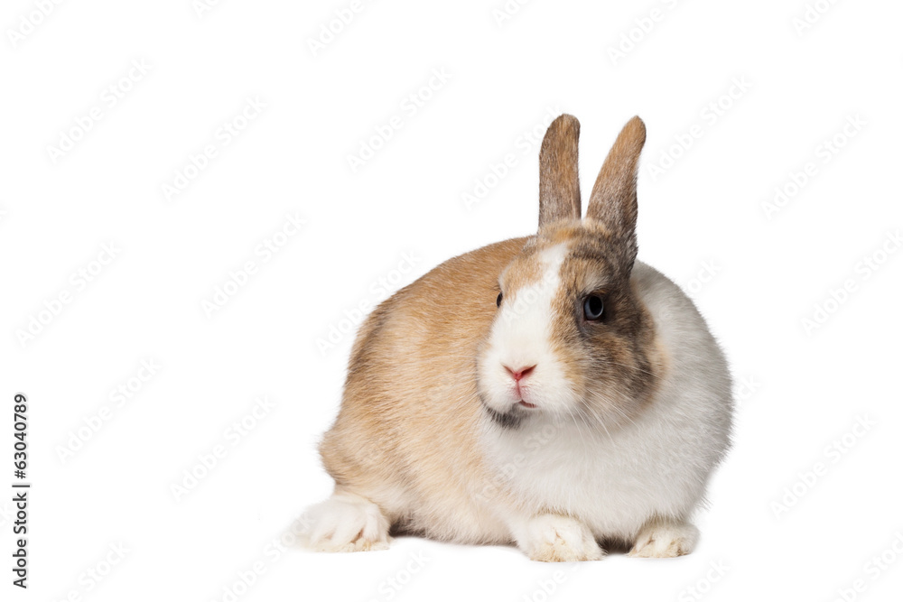 Obraz premium Small domestic rabbit