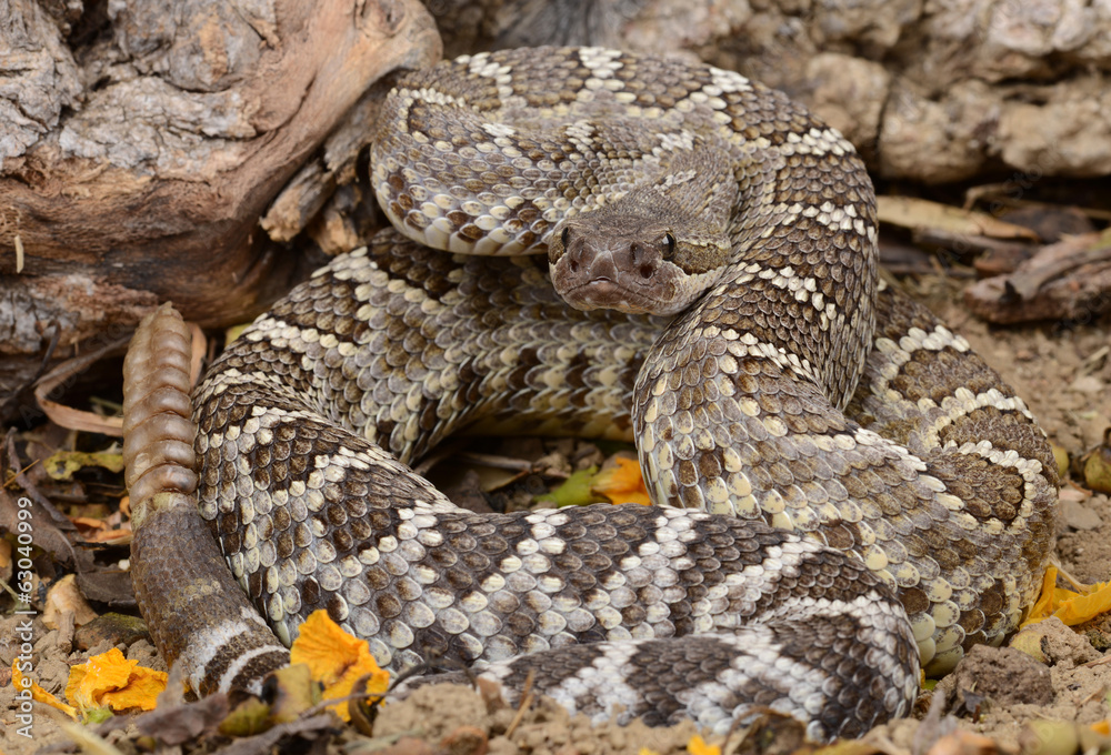 Southern Pacific Rattlesnake (Crotalus viridis helleri). Southern Pacific Rattlesnake (Crotalus viridis helleri).