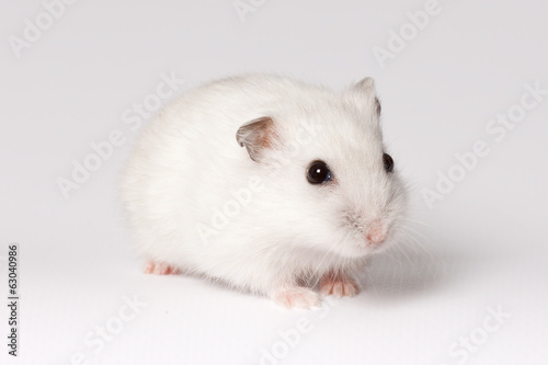 White hamster © maros_bauer