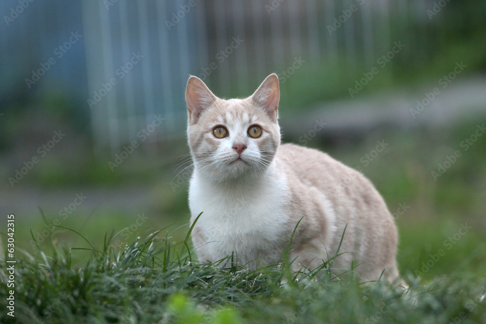 空を仰ぐ仔猫 空を仰ぐ仔猫