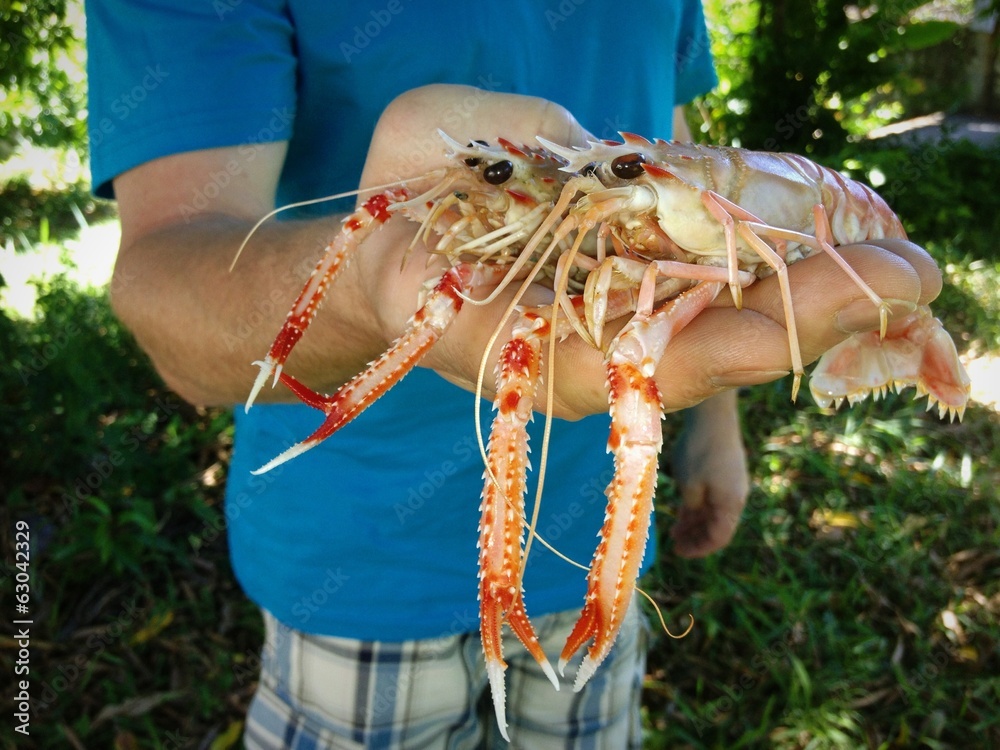 Two lobsters in man's hands