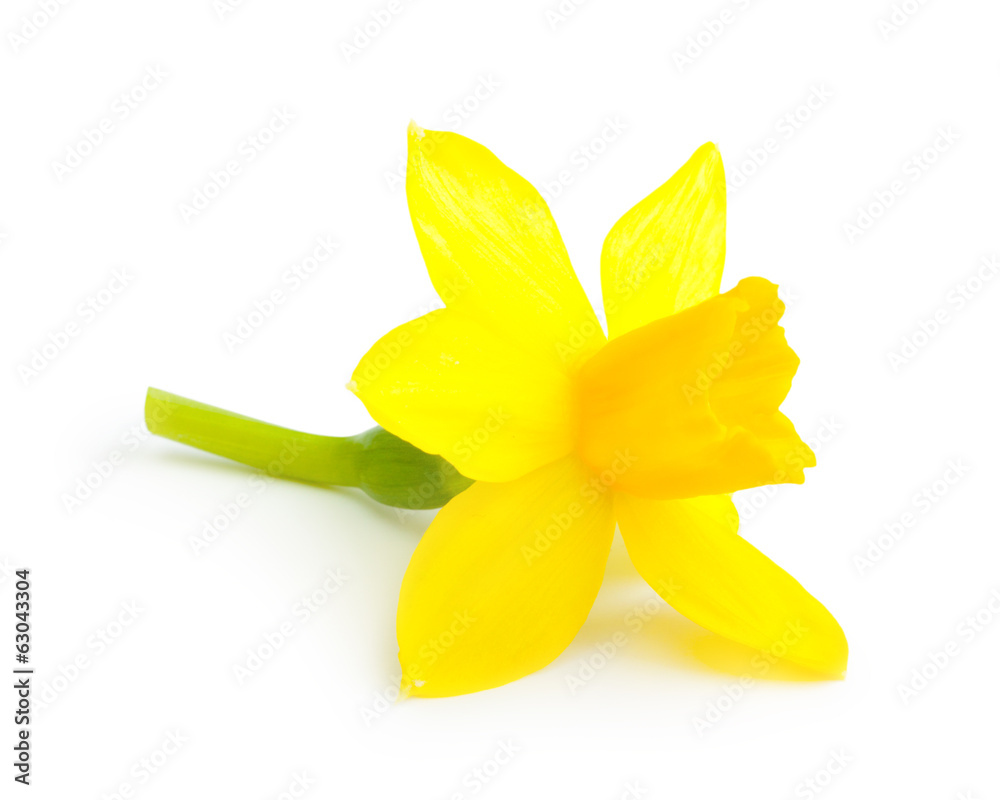 Spring yellow flower narcissus isolated on white background.