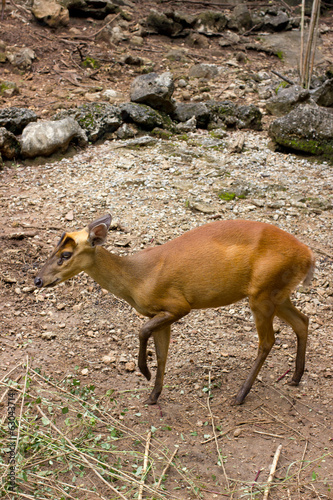 Indian muntjac photo