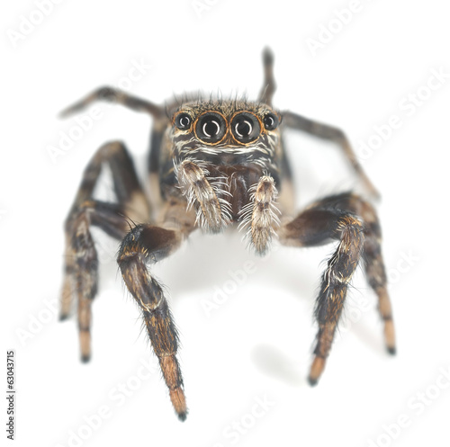 Jumping spider, Evarcha falcata isolated on white background