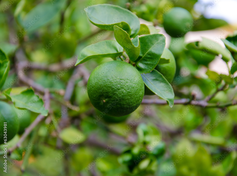 Green Lemons on tree