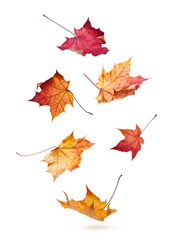 Autumn maple leaves falling down isolated on white background