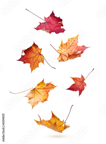 Autumn maple leaves falling down isolated on white background