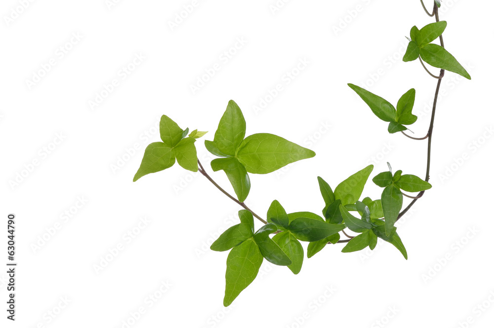 Green ivy plant isolated. Green ivy plant isolated.