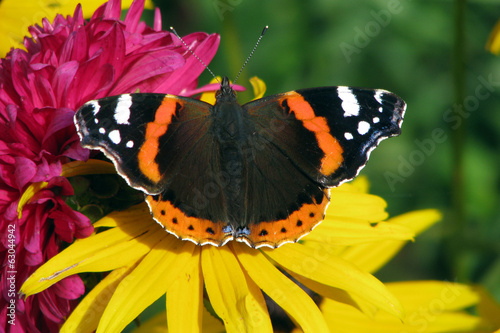 Admiral Butterfly photo