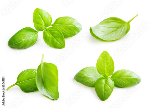 Fotografiet Basil leaves spice closeup isolated on white background.