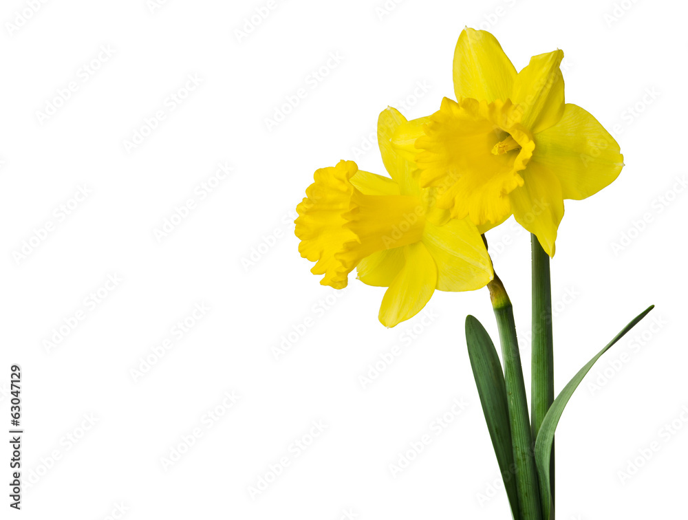 yellow daffodil isolated on a white background yellow daffodil isolated on a white background