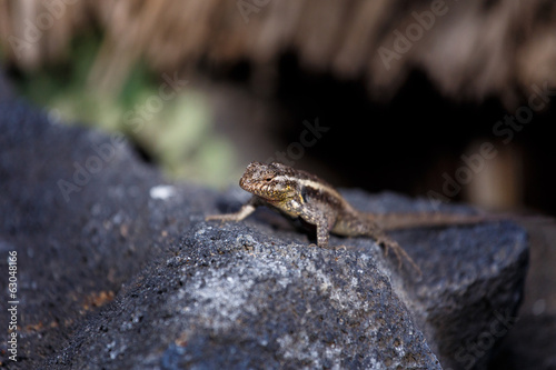 Small lizard