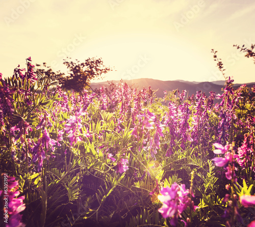 Fototapeta Naklejka Na Ścianę i Meble -  Summer meadow