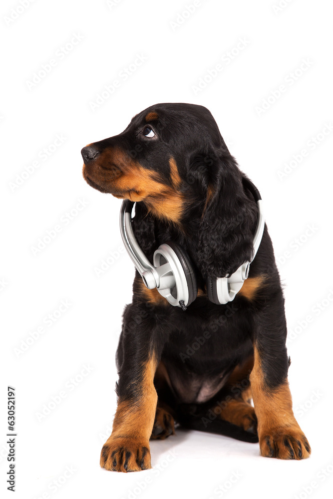 Young gordon setter puppy on white background