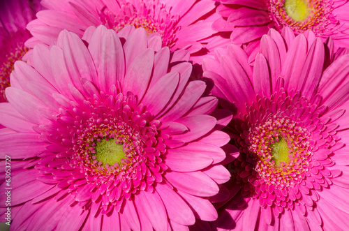 Background of a group of pink gerberas