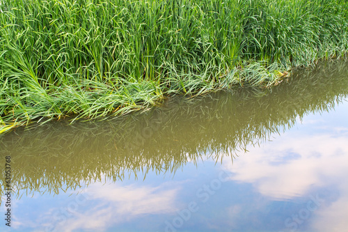 Reflection of water vegetation and blue sky