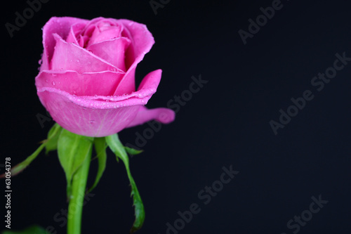 Pink rose isolated on black