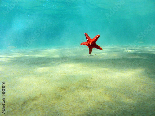 Red starfish photo