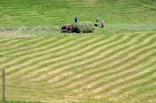 Peasant Loading Mowed Hay Onto The Cart, Serbia photo