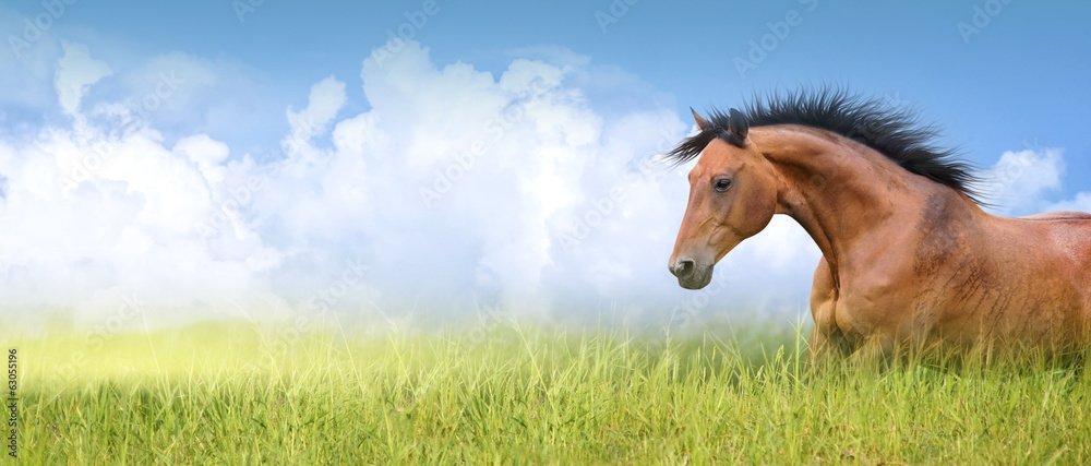 red horse in high summer grass against  sky, banner