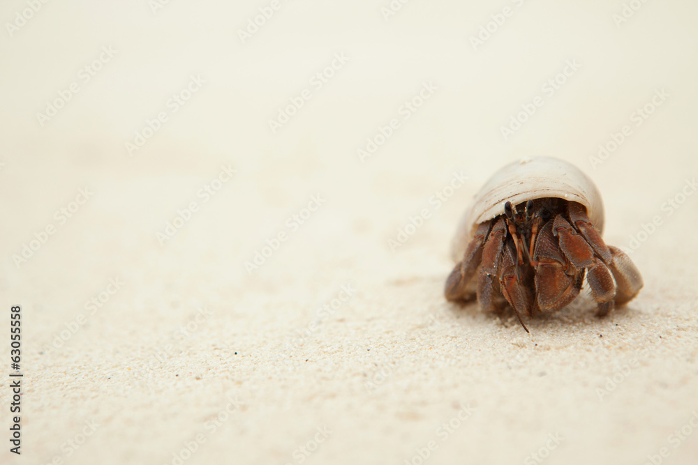 Hermit Crab on the sandy beach