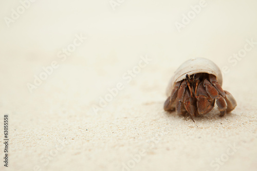 Hermit Crab on the sandy beach