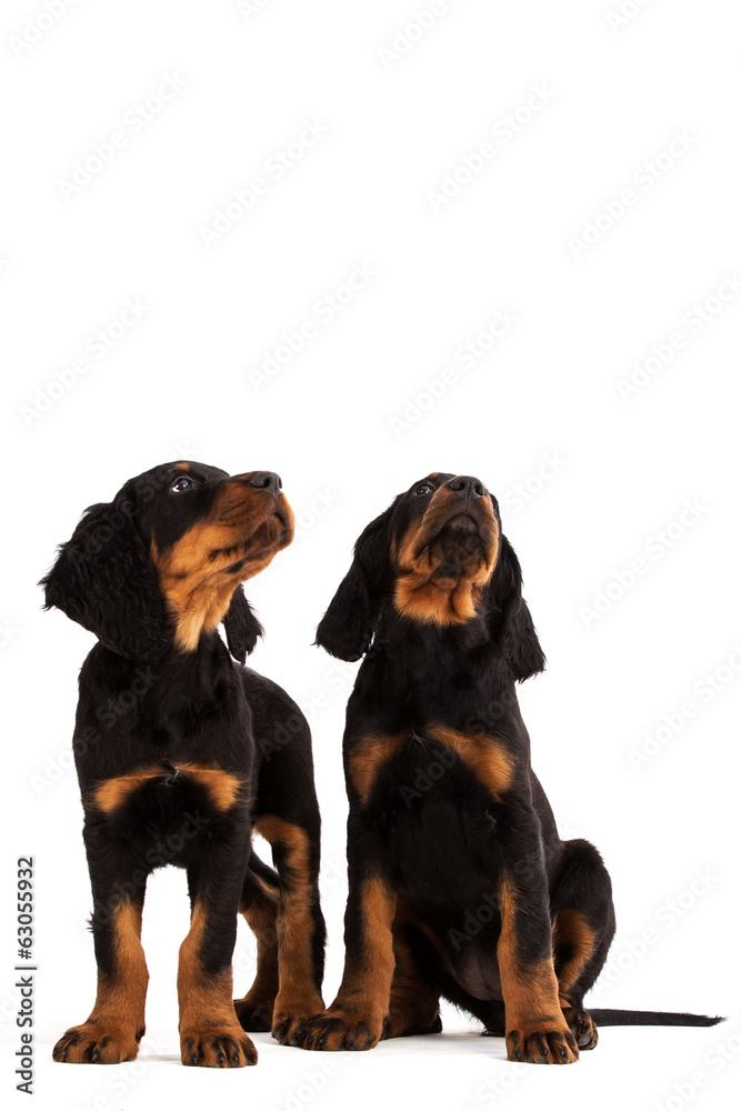 Young gordon setter puppy on white background