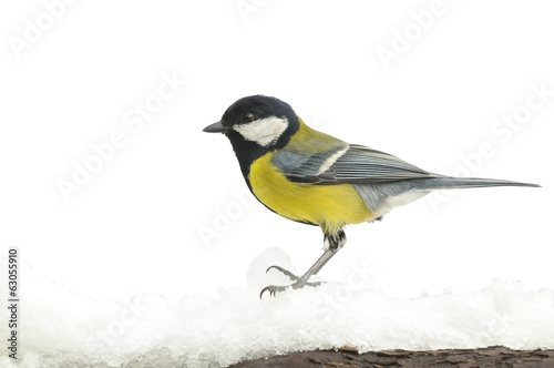 Great tit in snow.