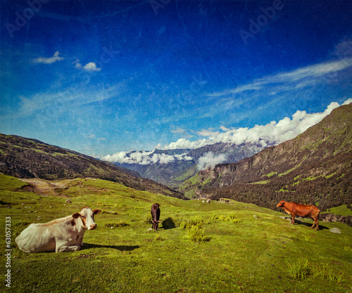Cows grazing in Himalayas