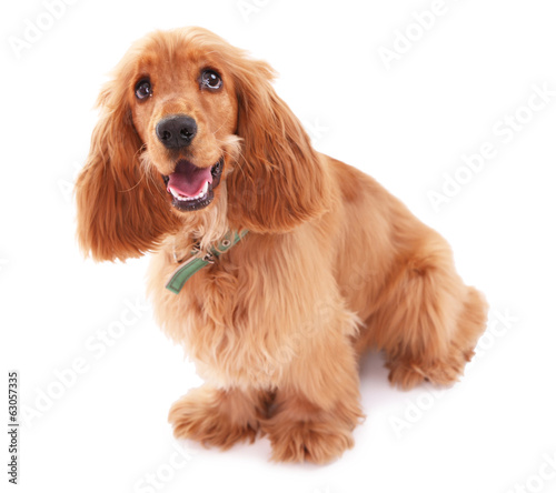 Beautiful cocker spaniel isolated on white