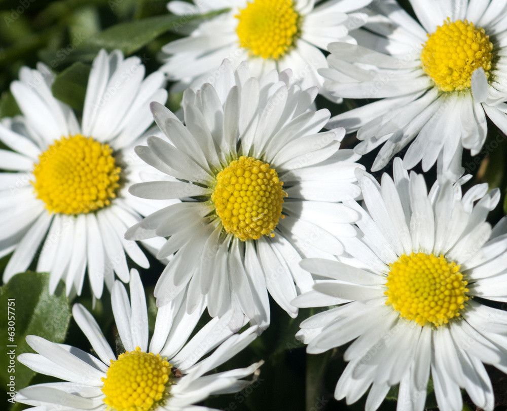 Fototapeta premium Spring Background