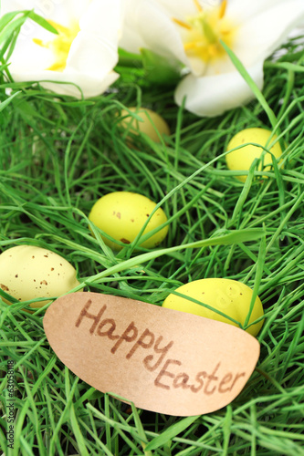 Easter eggs on green grass, close up