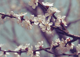 Spring Blooming Apricot Tree