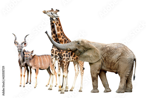 Giraffes, Kudu and Elephant