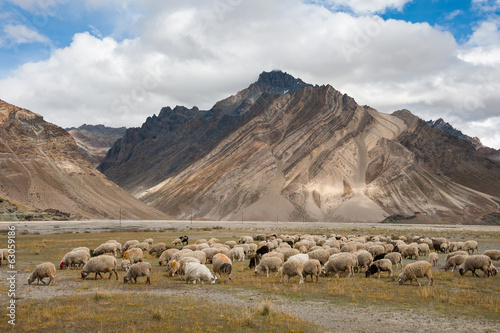 Herd of sheep against the background of Zanskar range