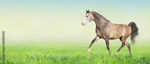 horse running trot on green summer meadow, banner photo
