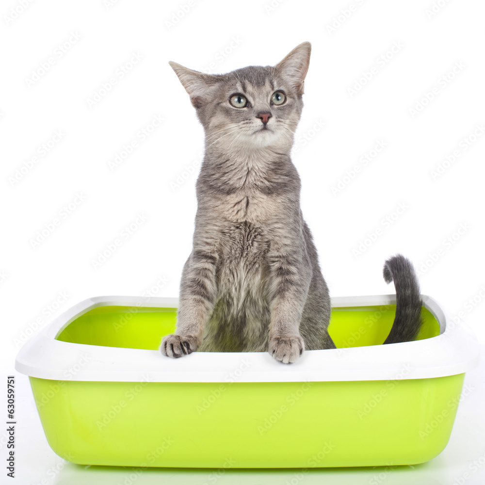 Fototapeta premium Cat sitting in litter box isolated