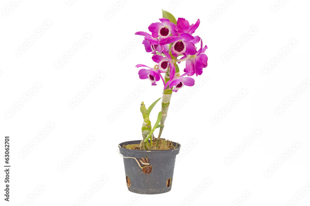Nobile orchid isolated on white background Nobile orchid isolated on white background