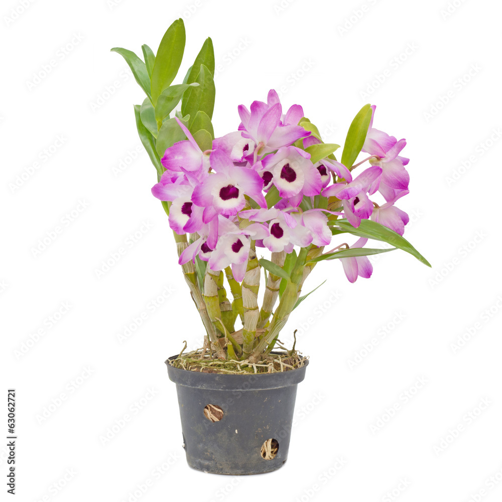 Naklejka premium Nobile orchid isolated on white background