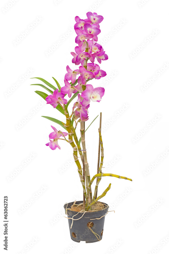 Nobile orchid isolated on white background Nobile orchid isolated on white background