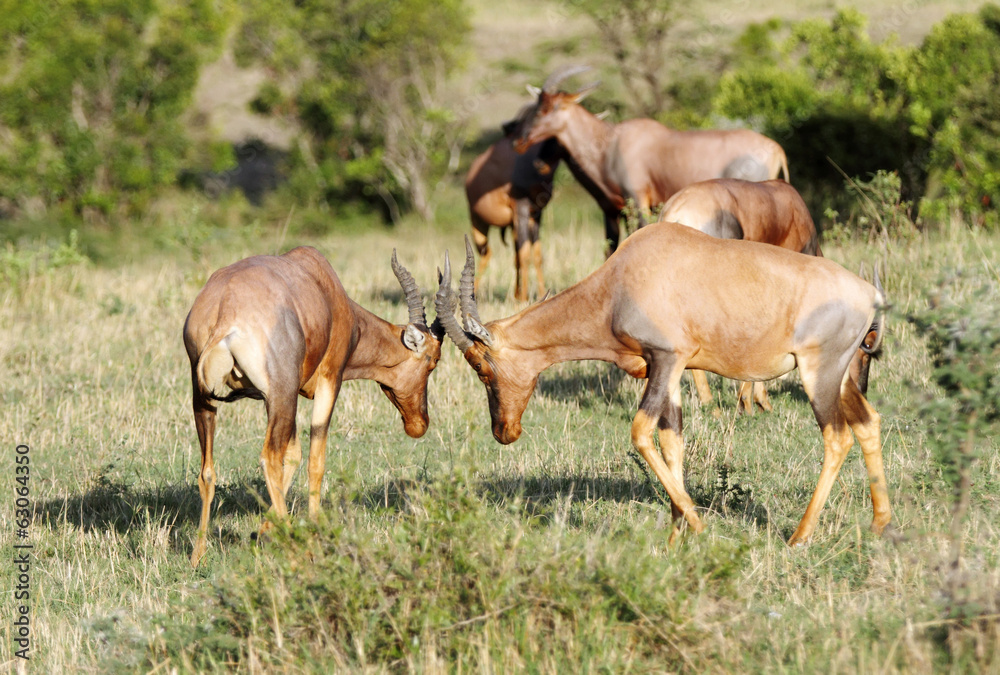 Topi antelopes ready to fight Topi antelopes ready to fight