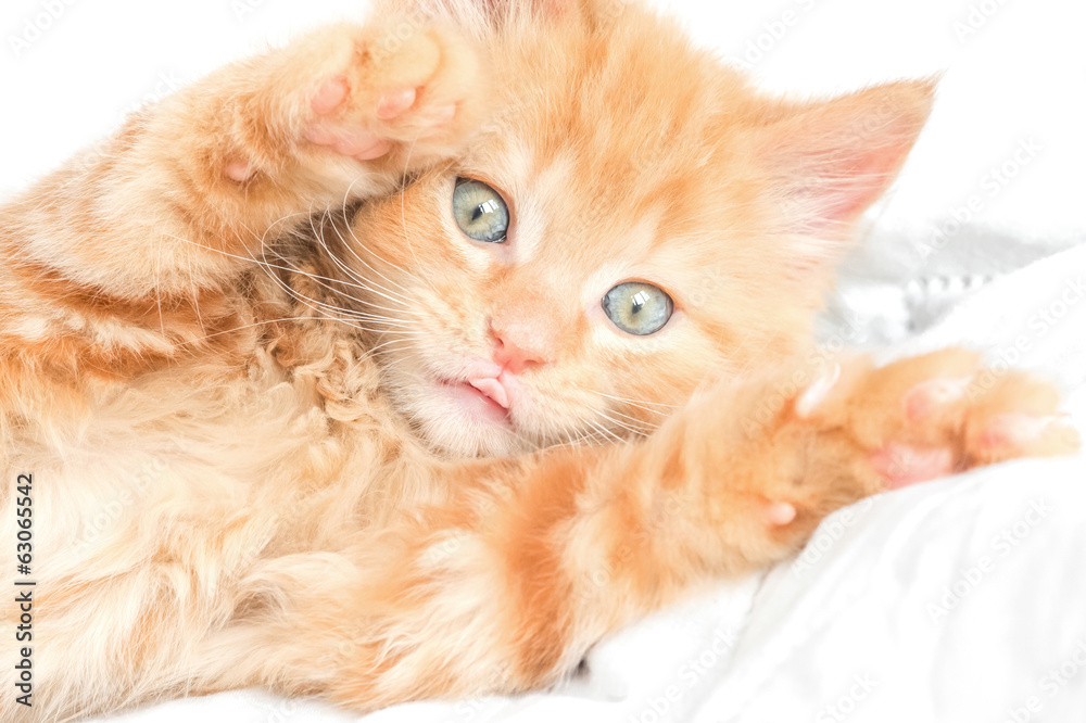 playful ginger kitten on a white background