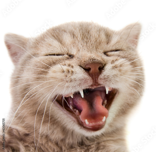 Photography kitten