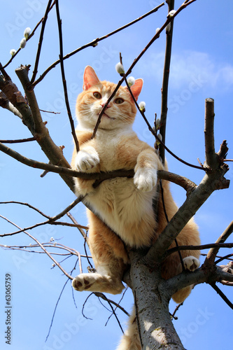 Ginger cat sitting on a willow. Spring.