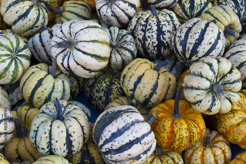 Background made ​​of colorful gourds