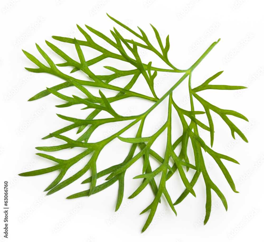 Fototapeta premium Fresh green dill isolated on white background