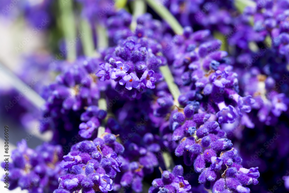 Macro shot of lavender flowers