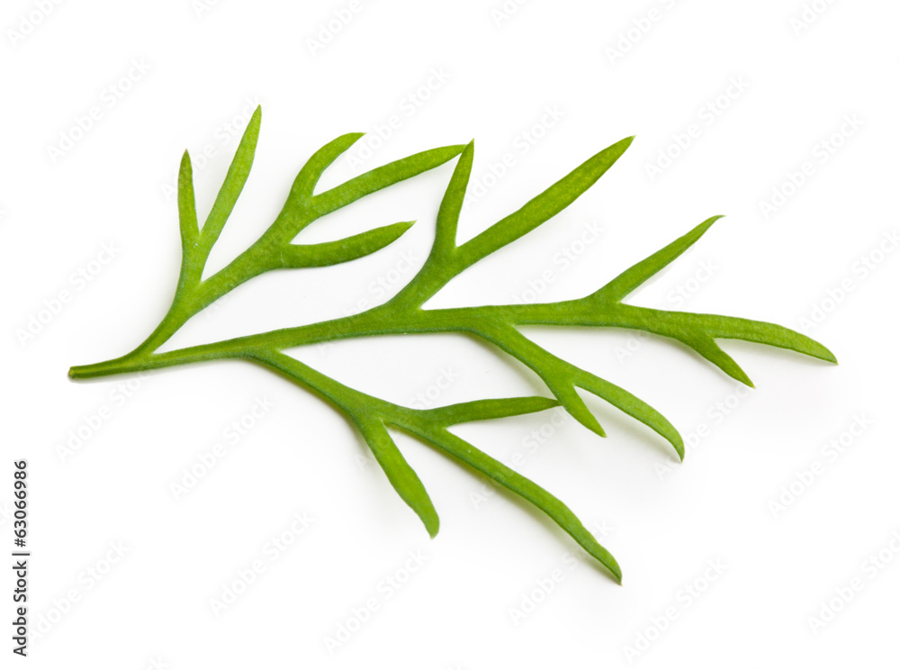 Fototapeta premium Fresh green dill isolated on white background