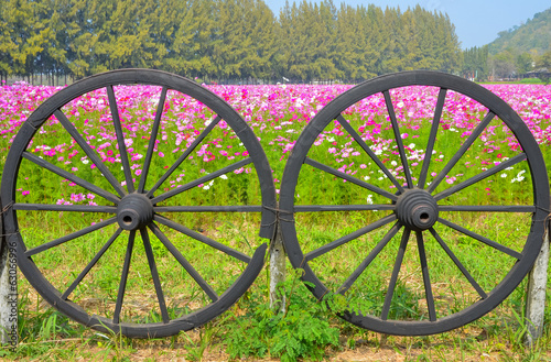 cartwheel and Cosmos colorful flower in the field photo