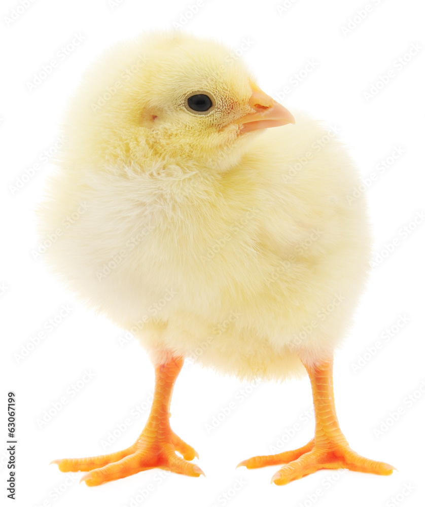Obraz premium Small chicken